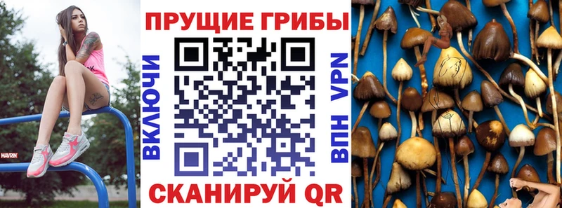 ссылка на мегу как войти  Калининск  Псилоцибиновые грибы GOLDEN TEACHER 